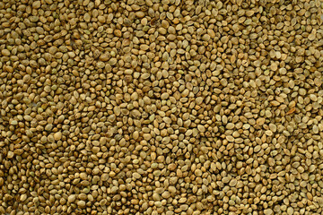 Hemp seeds background. Cannabis seeds close-up. Edible marijuana production.