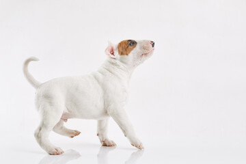 Bull terrier dog isolated against grey background. Studio portrait. Miniature bull terrier puppy...