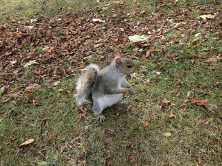 Portrait of a red squirrel sitting on a grass
