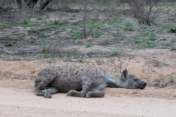An adult spotted hyena - crocuta crocuta -  sleeping next to the road. Location: Kruger National Park, South Africa