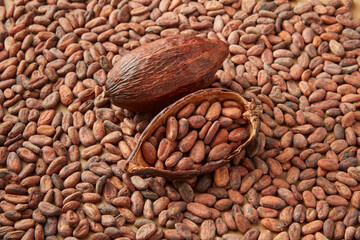 Organic beans of cocoa in pod