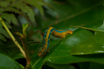 Yellow caterpillar on a green leaf
