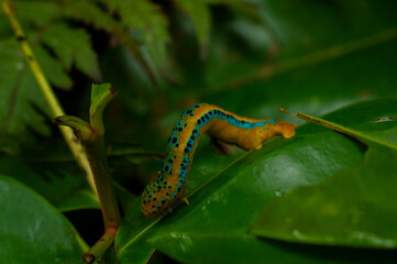 Yellow caterpillar on a green leaf
