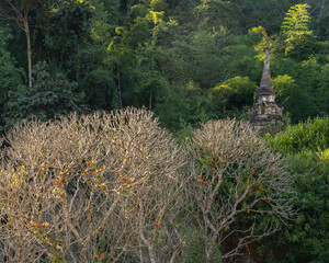 Landscape view of frangipani trees with ancient stupa and tropical forest in background on the slopes of Doi Luang mountain, Wat Tham Chiang Dao cave buddhist temple, Chiang Dao, Chiang Mai, Thailand