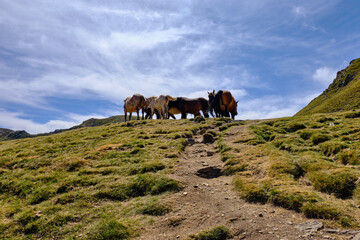 View of a mountain landscape with some wild horses and a cloudy sky. 