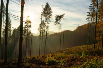 Borkenkäfer zerstört Wald