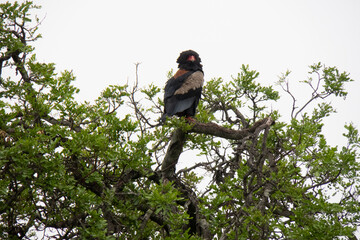 A bateleur eagle - Terathopius ecaudatus - sitting in a high tree branch.  Location: Kruger National Park, South Africa