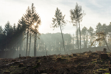 Borkenkäfer zerstört Wald