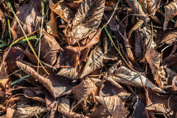 Dry fallen brown leaves in autumn Park. autumn background with dry leaves,