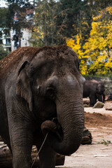 Fototapeta premium Elefant beim Fressen