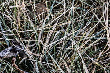 Grass with leaves in frost covered with hoarfrost in cold season, shallow depth of field, selective focus.