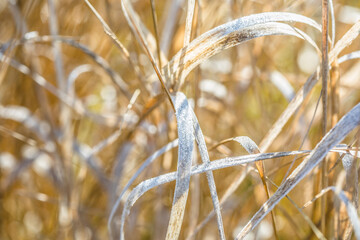 Yellow dry uncut grass in spring as a background