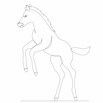 foal one continuous line drawing, vector, isolated