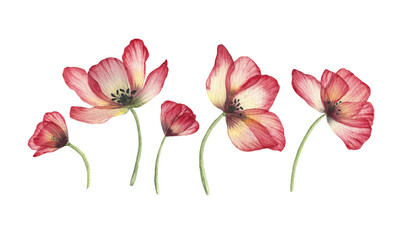 Watercolor translucent Poppy flowers isolated. Pressed transparent dry flower botanical illustration