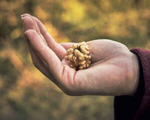 Walnut kernel held in the hand by a girl on a sunny day