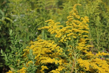 Fototapeta na wymiar Yellow wildflowers growing in the fields.