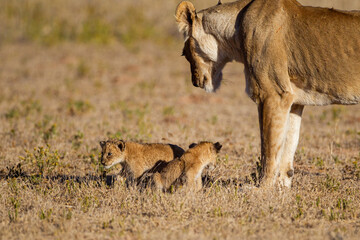 Lioness struggles to keep her lion cubs under control in the Kgalagadi Park, South Africa