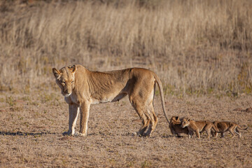 Lioness struggles to keep her lion cubs under control in the Kgalagadi Park, South Africa