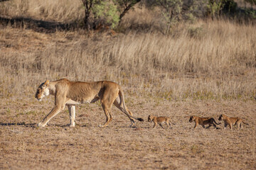 Lioness struggles to keep her lion cubs under control in the Kgalagadi Park, South Africa