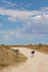 Fototapeta na wymiar A male ostrich with its young standing on the top of a dune in the Kalahari desert, South Africa