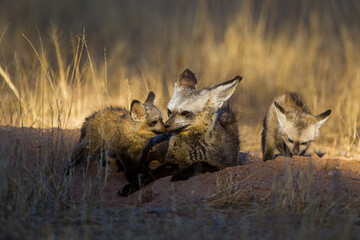 Bat-eared Fox mom and her cubs get some sun at the entrance to their burrow in the Kalahari desert,...