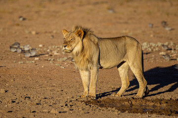 Young black-maned lions drinking and resting at a waterhole in the Kgalagadi, South Africa