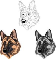 German shepherd, dog, purebred, breed, vector, graphics, vector, image, lines, drawing, protection, favorite, domestic, pet, portrait, look, eyes, domestic,  friendship, animal, illustration