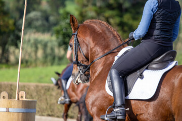 Wonderful brown Lusitano horse, working equitation, Azores islands.
