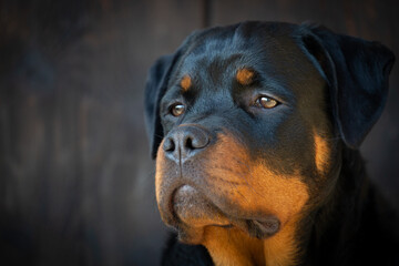 Junger Rottweiler