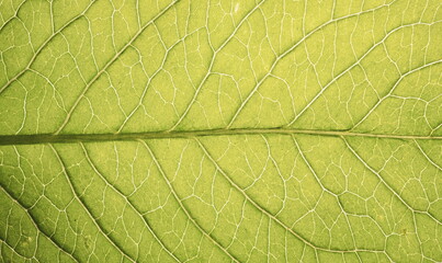 Leaf texture. Nature macro photo
