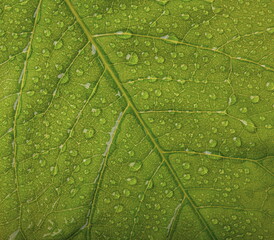 Leaf texture. Nature macro photo