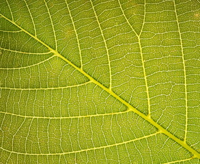 Leaf texture. Nature macro photo