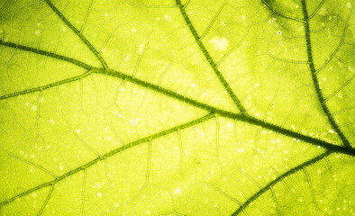 Leaf texture. Nature macro photo