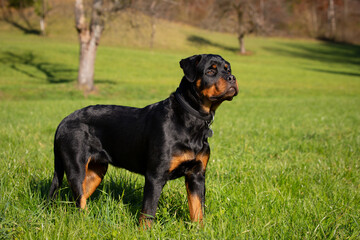 Junger Rottweiler