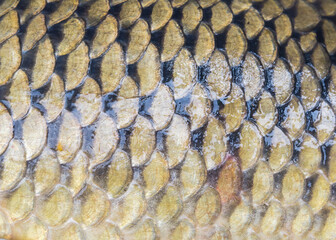 Close-up full frame background of common carp scales European carp (Cyprinus carpio) skin pattern