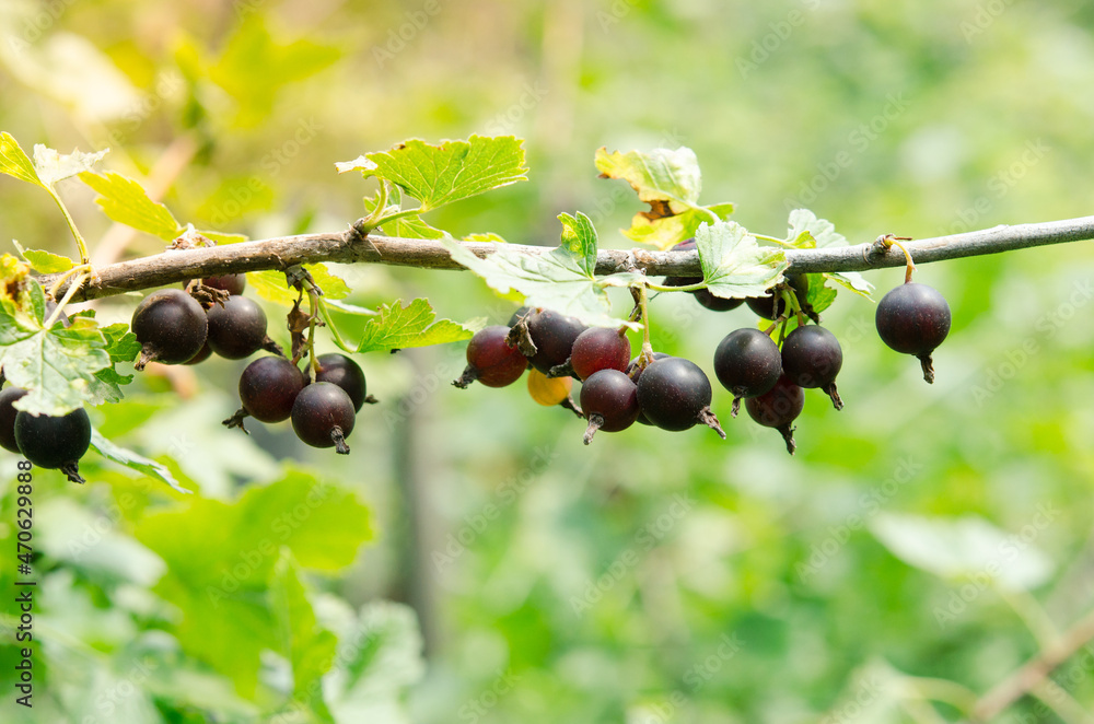 Wall mural Black currant berries on a branch in the garden in summer. Selective focus on garden berries.	