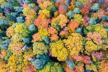 Drone view of mixed autumn forest