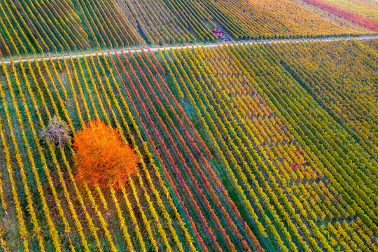 Drone view of vast autumn vineyard