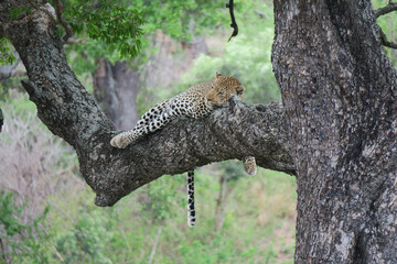 An african leopard - Panthera pardus pardus - sleeping peacefully on a tree branch.  Location: Kruger National Park. South Africa.