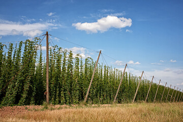 Landscape view of hop garden and blue sky in the background. Beer production in Czech Republic. Hops growing. Beer production. Hop garden.
