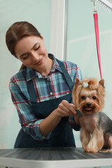 Professional groomer working with cute dog in pet beauty salon