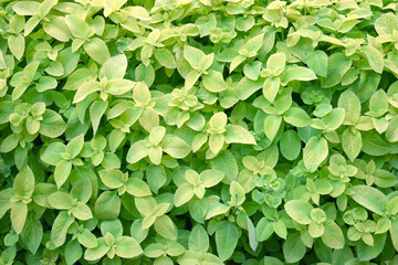 Many fresh vivid green leaves of Origanum vulgare, commonly known as Oregano, wild or sweet...