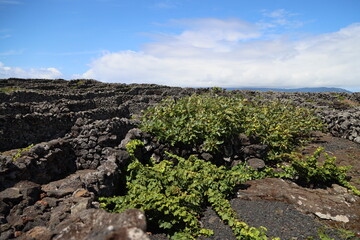 Fototapeta na wymiar Vineyards on the island of Pico, Azores