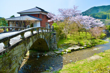 Beautiful cherry blossoms in full bloom, bridge and river