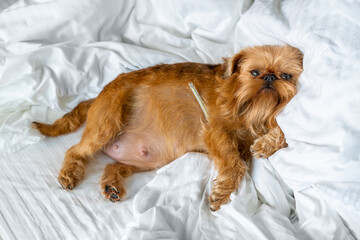 The dog of the brussels griffon breed is pregnant and measures the temperature while lying in bed....