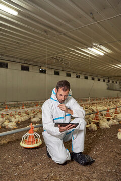 Man using tablet pc in illuminated chicken's farm