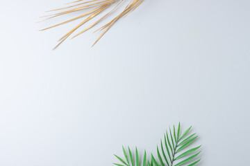 Tropical natural background with palm leaf on grey. Flat lay, copy space
