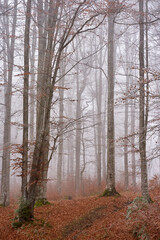 Fototapeta na wymiar Winter landscape with frost on trees