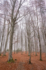 Winter landscape with frost on trees