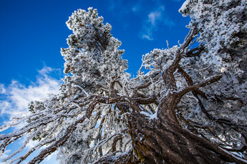 Winter in Grand Canyon National Park, United States Of America